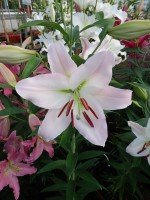 [5356 Spalding DJ No02.JPG]